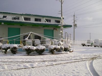 雪が積もりました