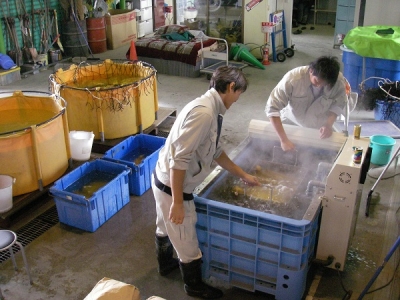 温湯消毒開始
