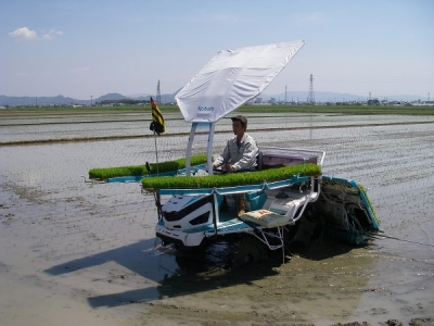 田植え開始