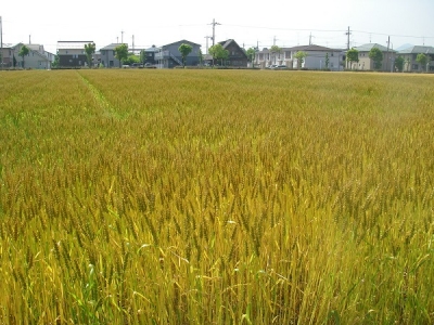 小麦の刈り取りまでもう少し