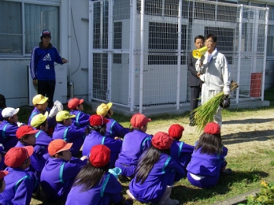 スクール農園　稲刈り