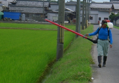 水稲穂肥散布