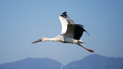 コウノトリが飛来してきました!