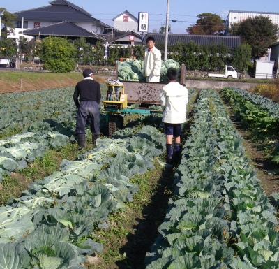 今日からキャベツの市場出荷始めます