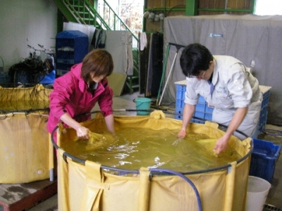 温湯消毒