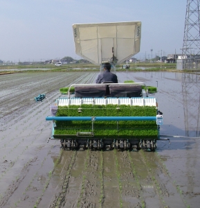 田植え開始