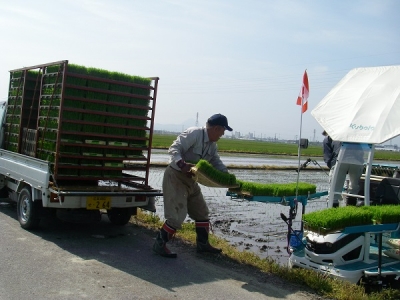 田植え開始