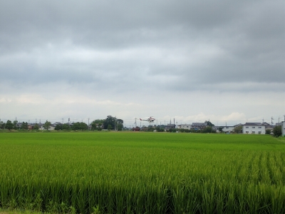 水稲ヘリ防除